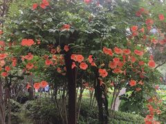 -陈家山荷花公园
