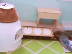 -纳吉亚猫专科动物医院博雅分院