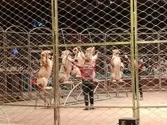 -俄罗斯国家大马戏团