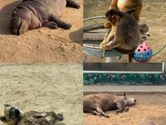 -西霞口神雕山野生动物世界