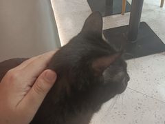 -喵园·猫主题咖啡厅·撸猫·猫咖(国贸店)