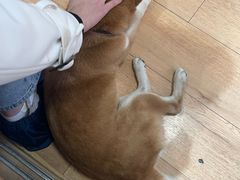 -是阿柴呀！柴犬咖啡·爱喵喵猫咖