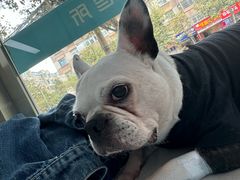 -康爱犬猫诊所·牙专科·骨外科·影像内科(丰宁店)