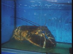 -桔子海鲜烧烤大排档(金沙滩店)