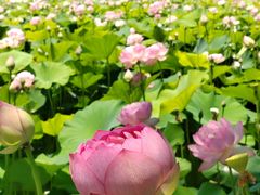 -陶辛水韵