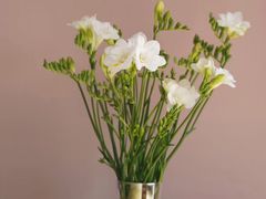 -花生FM_FLOWERS
