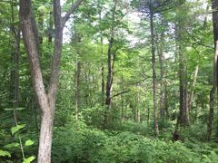 -五营红松林海景区