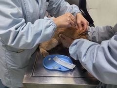 -汪喵宠物医院·骨科心脏影像·犬猫急重症ICU诊疗中心(成华分院)