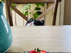 -海边的猫和咖啡馆