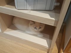 -瞄一喵猫咖(格力海岸店)