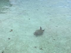 -卡帕莱度假村(西巴丹岛)