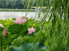 -莲花池公园
