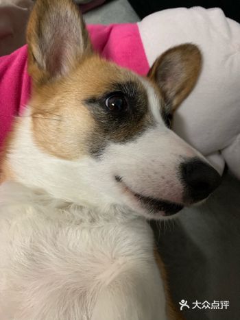 这是一只洗完澡后，躺下睡觉安逸得狠的狗子，每次洗完澡