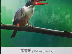 -重庆彩云湖湿地公园