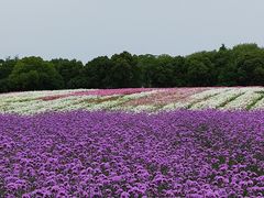 -上海杨姆庄园