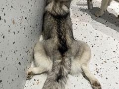 -Husky Go!哈士奇体验馆·宠物咖啡厅狗咖