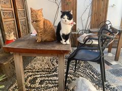 -喵屿·大理花园猫咖