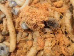 -大城·烧烤海鲜大排档(台东店)
