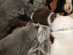 -猫小院猫主题咖啡厅(北锣店)