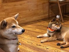 -柴务处·柴犬主题狗咖