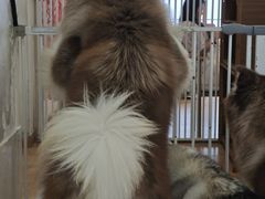 -Let's go狗咖·猫咖·奶狗·桌游(春熙路IFS店)