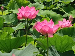 -荷塘月色湿地公园·向阳花洲