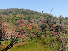 -南国桃园旅游度假区