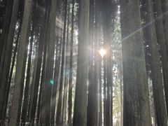 -武陵山森林公园
