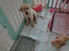 -瑞派福兴宠物医院犬猫全科·骨科·中西医结合(河东店)