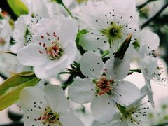 -黎里古镇