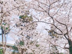 -武汉大学-樱园