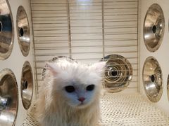 -猫宠乐园·专业洗护