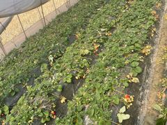 -小鱼草莓采摘园农家乐·小鱼餐厅