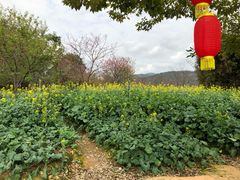 -天适樱花悠乐园