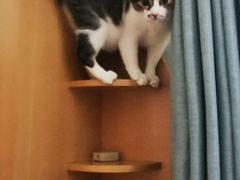 -御宝贝·A梦猫科宠物医院(国际猫友好医院)