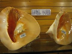 -亚龙湾中心广场·贝壳馆