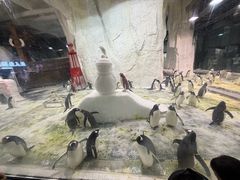 -大连圣亚海洋世界
