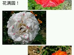 -鹅湖玫瑰文化园