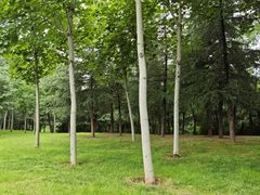 -洨河生态公园