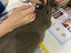 -伟伟宠物医院·CT影像中心·瑞派犬猫综合性门诊(汉口总院)