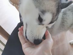 -Husky Go! 哈士奇体验馆·宠物咖啡厅狗咖