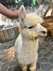 -Zoolung Zoolung动物主题公园(海信广场店)