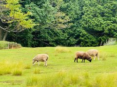 -神户市立六甲山牧场