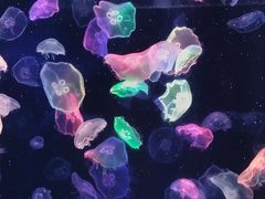-海合安成都极地海洋公园