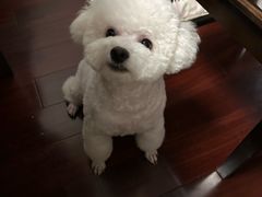 -艾贝尔宠物医院 ·内科全科(梁溪路店)