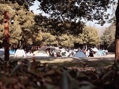 -上海共青森林公园