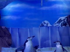 -海合安成都极地海洋公园