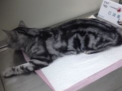 -康乐宝动物医院