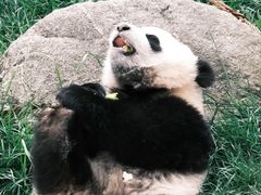 -卧龙中华大熊猫苑神树坪基地