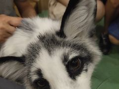 -藦茜花园宠物主题亲子互动体验馆(国顺东路店)